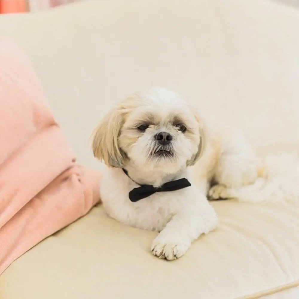 Shop Dog of Gilded Social